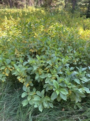 Rhamnus alnifolia