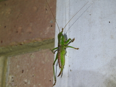 Goodangarkia oedicephala