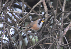 Saltatricula multicolor