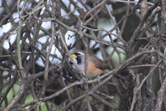 Saltatricula multicolor