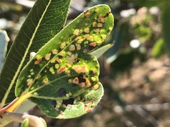 Aculus