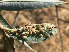 Aculus