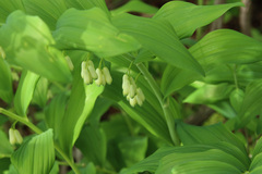 Polygonatum multiflorum