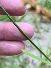 Juncus saximontanus