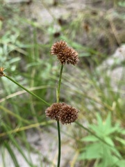 Juncus saximontanus