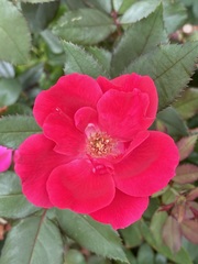 Rosa