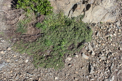 Pimelea carnosa