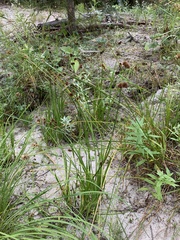 Juncus saximontanus