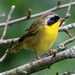Eastern Yellowthroat - Photo (c) Sam Hough, some rights reserved (CC BY-NC), uploaded by Sam Hough