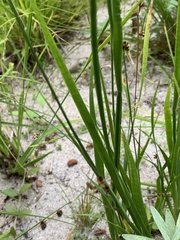 Juncus saximontanus