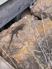 Sceloporus occidentalis becki
