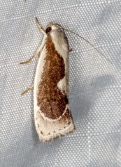 Lichenaula undulatella