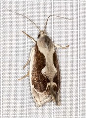 Lichenaula undulatella