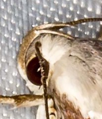 Lichenaula undulatella