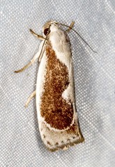 Lichenaula undulatella