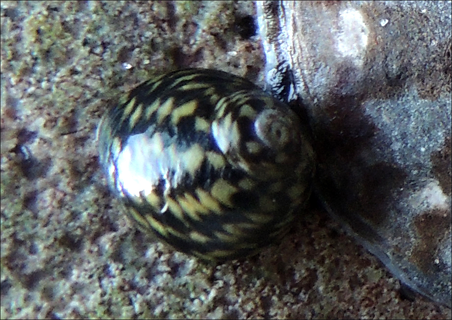 Diloma coracinum