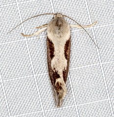 Lichenaula undulatella