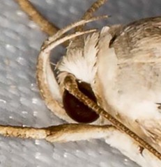 Lichenaula undulatella