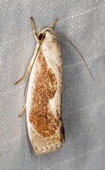 Lichenaula undulatella