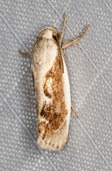 Lichenaula undulatella