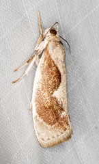 Lichenaula undulatella