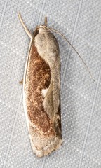 Lichenaula undulatella