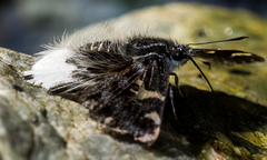 Darpa hanria