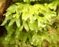 Symphyogyna hymenophyllum