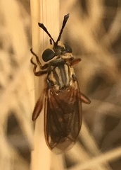 Nemomydas venosus