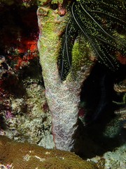 Polycitorella