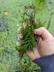 Ceratophyllum echinatum