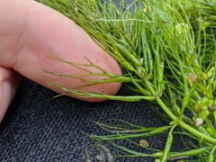 Ceratophyllum echinatum