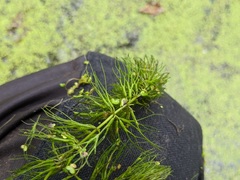 Ceratophyllum echinatum