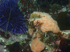 Aplidium solidum