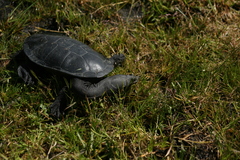 Chelodina oblonga