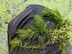 Ceratophyllum echinatum