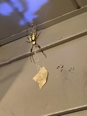 Argiope aurantia