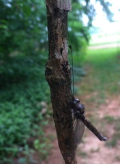 Ululodes quadripunctatus