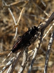 Mydidae