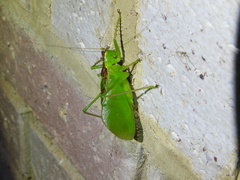 Hexacentrus mundurra