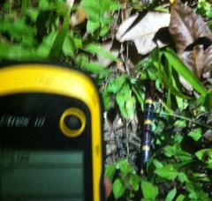 Micrurus tener tener