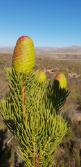 Leucadendron nobile