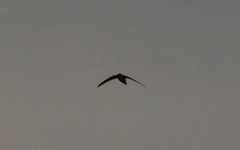 Chaetura