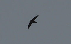 Chaetura