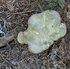 Polyporoletus sublividus