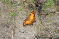 Vagrans sinha