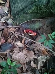 Tiwaripotamon edostilus