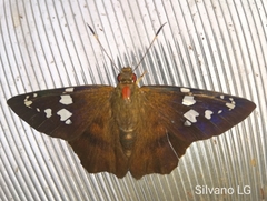 Nascus phocus