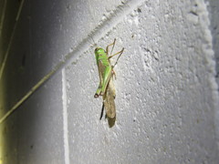 Locusta migratoria migratorioides
