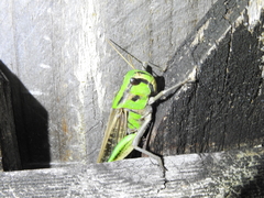 Locusta migratoria migratorioides